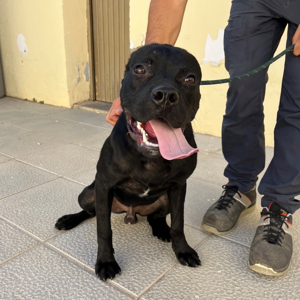 El Refugi dels Peluts (@caaclleida) on Twitter photo ⚠️ Rescatat a la Bordeta ⚠️
Reconeixes aquest animal o n'ets el propietari?
Si és així, posa’t en contacte amb nosaltres al 973 263 504 o escriu-nos a refugipeluts@paeria.cat ☎️
<a href="/paerialleida/">Ajuntament de Lleida</a> <a href="/lleidaenverd/">Lleida en verd</a> ⚠️ Rescatat a la Bordeta ⚠️
Reconeixes aquest animal o n'ets el propietari?
Si és així, posa’t en contacte amb nosaltres al 973 263 504 o escriu-nos a refugipeluts@paeria.cat ☎️
<a href="/paerialleida/">Ajuntament de Lleida</a> <a href="/lleidaenverd/">Lleida en verd</a>