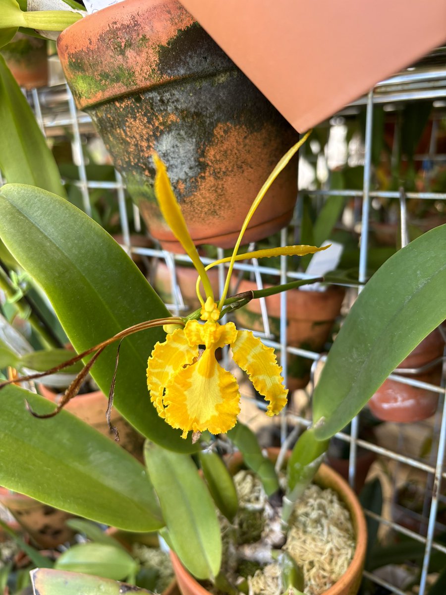 XikaiYan's tweet photo. Psychopsis Kalihi alba'Green Valley' MC (krameriana x papilio)／Psychopsis papilio alba https://t.co/3Zzhaf2WNG
