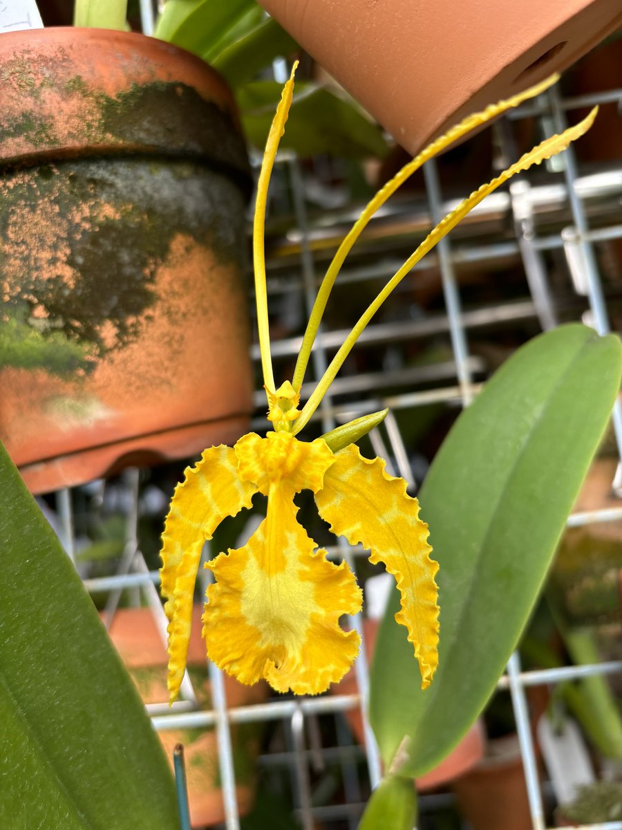 XikaiYan's tweet photo. Psychopsis Kalihi alba'Green Valley' MC (krameriana x papilio)／Psychopsis papilio alba https://t.co/3Zzhaf2WNG