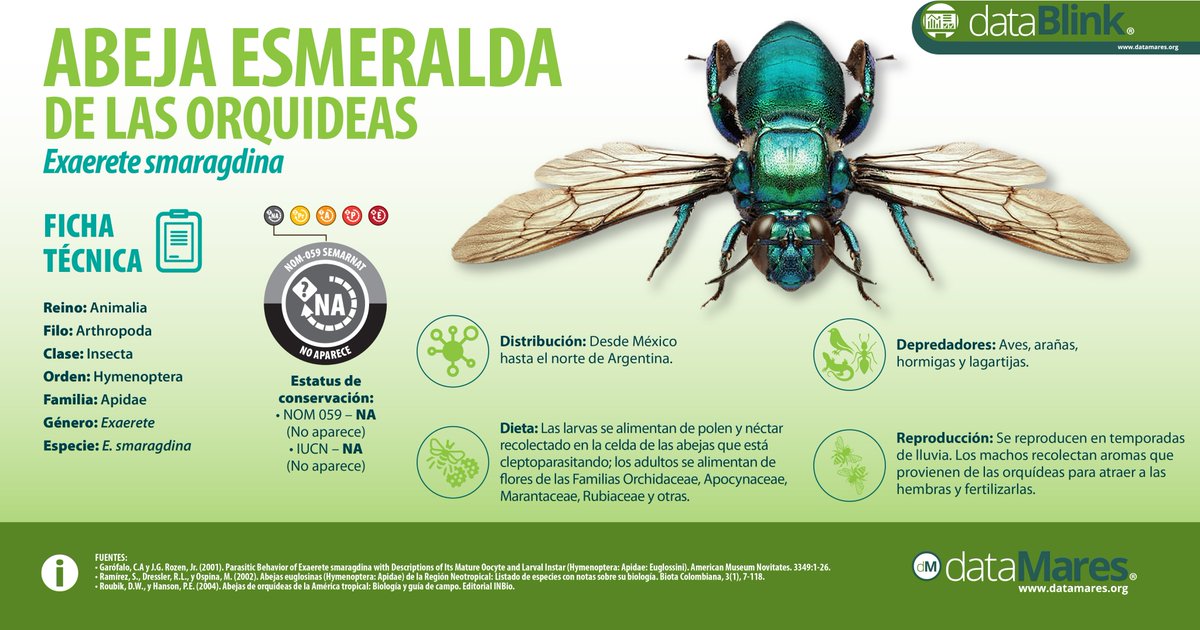 #dataMaresPresenta Abeja esmeralda de las orquídeas

Las 10 spp del género Exaerete son abejas solitarias que tienen una estrecha relación con varias spp de #orquídeas.

El jueves estrenamos #dataPoster con el Laboratorio de Manglares Interiores de <a href="/UJAT/">UJAT</a>.

#polinizadores #Tabasco