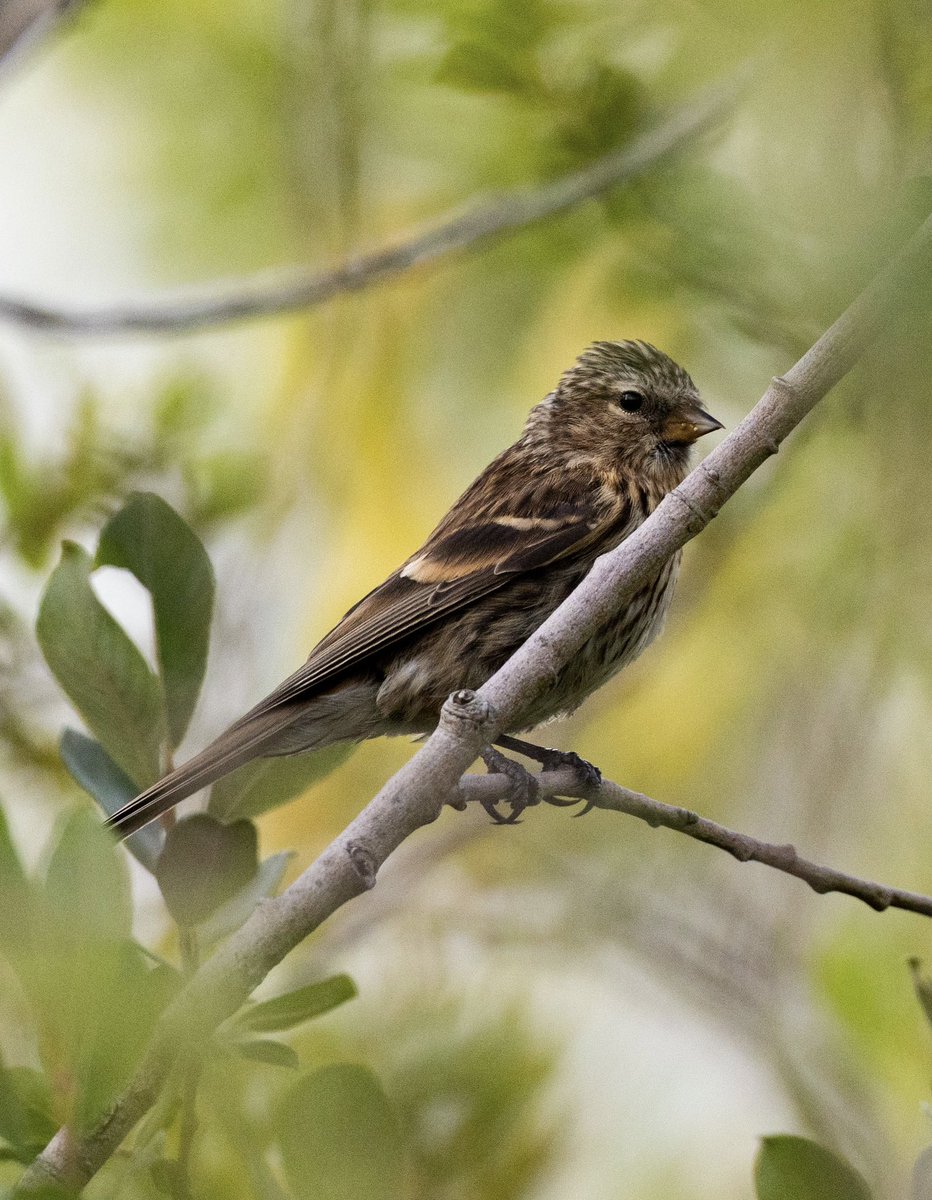A few shots from yesterdays visit to the quarry at <a href="/Irish_Cement/">Irish Cement Ltd</a> - nice to see one of the juvenile #Peregrine falcons fledged recently. Shown here with adult male (her father) in flight. Also, juvenile #Redpoll finch, Green Darner dragonfly.