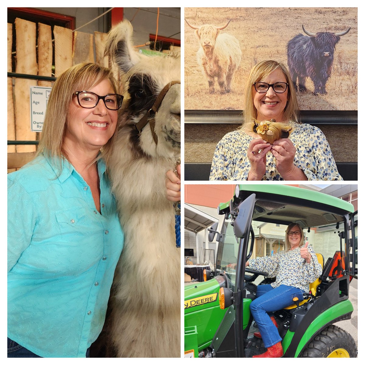 Stampede so far... Llama hugs, Highland cows everywhere, tractor driving!