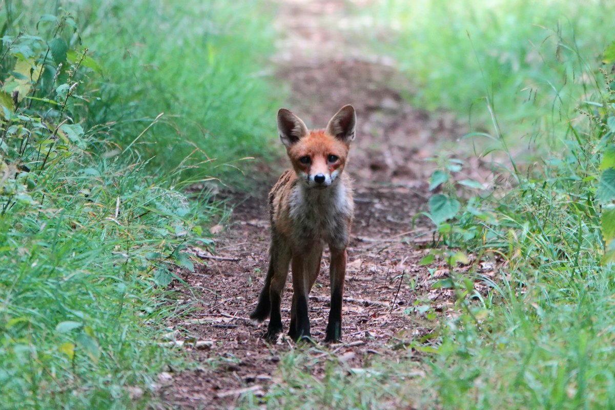 AdeysAlthorp's tweet image. Not got time to stay here with you, I'm photographing butterflies today!
Conservation@althorp.com