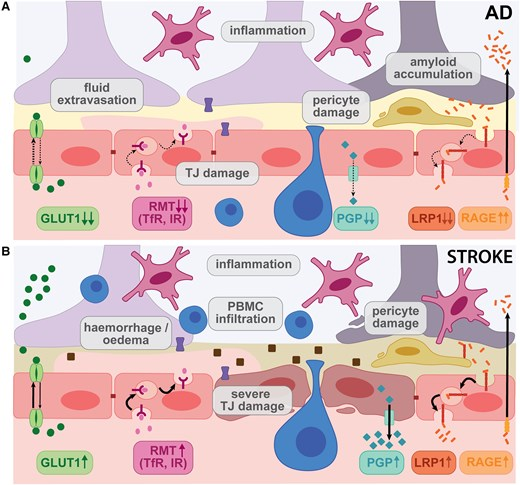 Our review is now out in <a href="/Brain1878/">Brain</a>! We discuss how the blood-brain barrier can both help and hinder brain function and drug delivery. We focus on aging, stroke, and Alzheimer’s disease and how these conditions impact the BBB.

Check it out (open access): academic.oup.com/brain/article/…