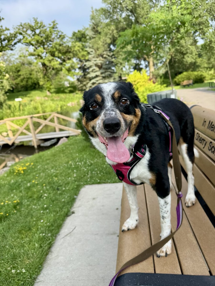 MayleePup's tweet image. I do my best to protect my family and home. It’s my job and I take it seriously. We hired a guy to mow our yard but had to fire him. He just didn’t cut it. Haha BOL 😆🤭Happy #TOT Friend. Have a lovely day. ❤️🐶❤️
