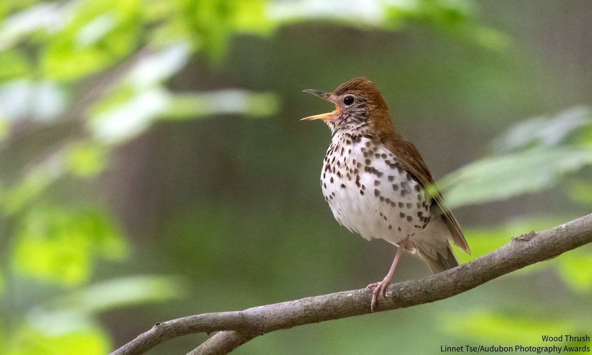 audubonaction's tweet photo. Taking an important step to address climate change, the Ohio Power Siting Board approved the Frasier Solar Project. @Audubon_GL is pleased to see that the project is moving forward, &amp; will continue to monitor its progress to center birds' best interests. https://t.co/ydBeSAtNfR https://t.co/4a5cSir5iW