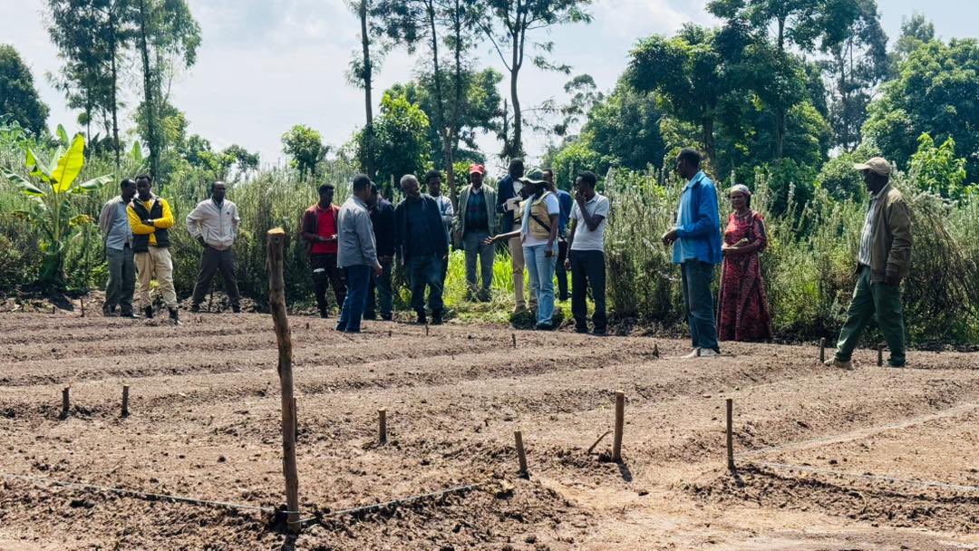 TERRA Africa &amp; SAA team involving Dr. Papa, Senior Researcher at #JIRCAS, Prof. Itagaki, SAA Advisor, Dr. Stella Kibiri, Regenerative Agriculture (RA) Lead at SAA, &amp; SAA-Ethiopia senior staff visited 7-in-1 RA interventions in Kerekicho, Angacha District.