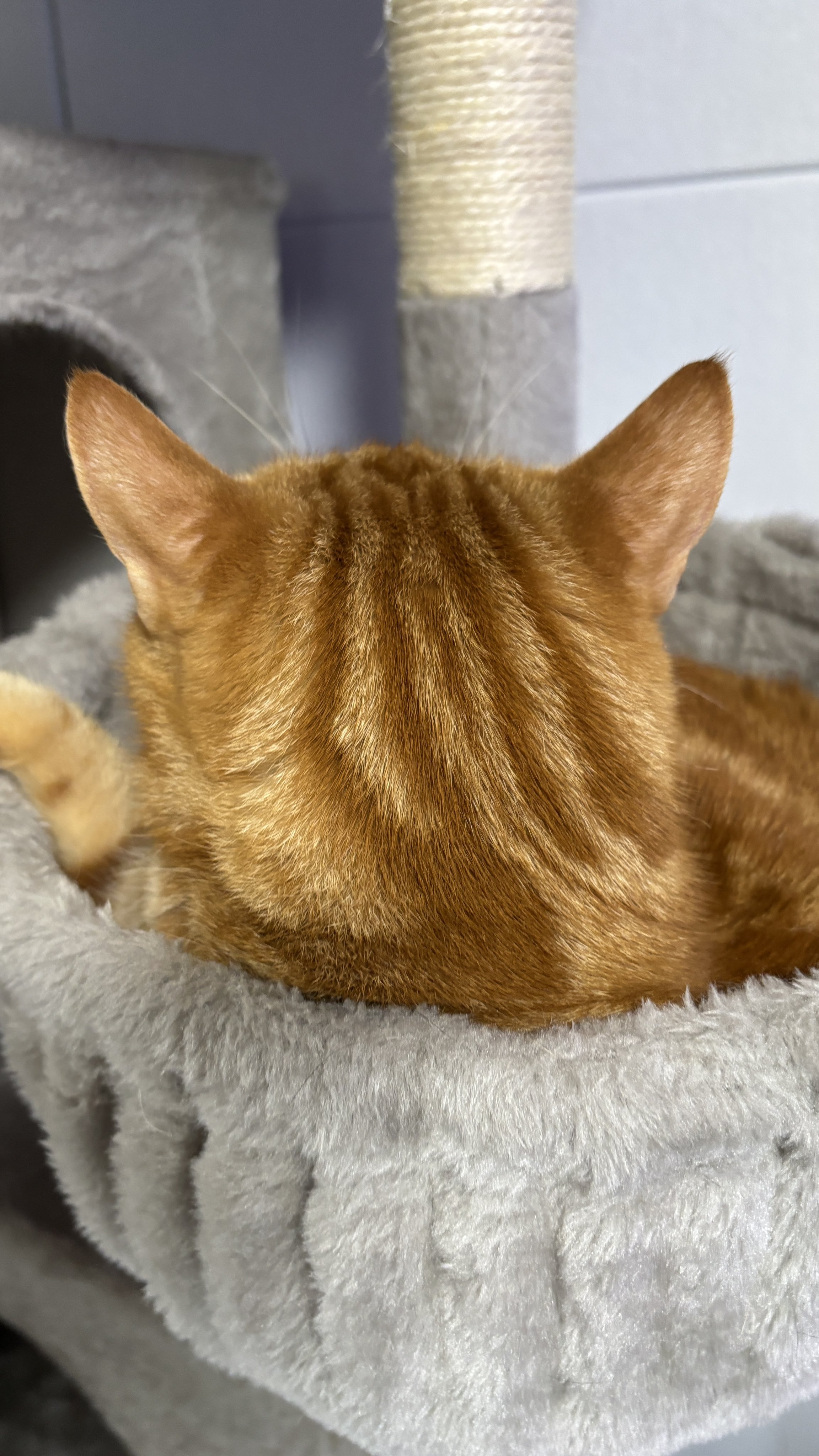ねこ Amazon.co.jp: 猫ステッカー 猫脱走防止 玄関 扉 ドア 猛猫にご