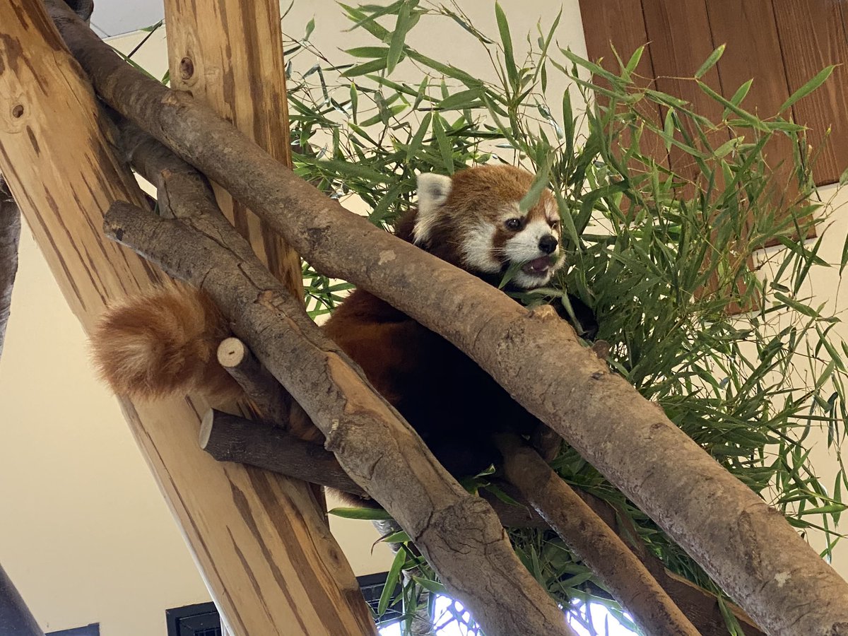 txr_mxk's tweet photo. アドベンチャーワールドのレッサーパンダ！！！
何年も前だけど、このかわいい写真を見て欲しい https://t.co/lVsJO3mj9T