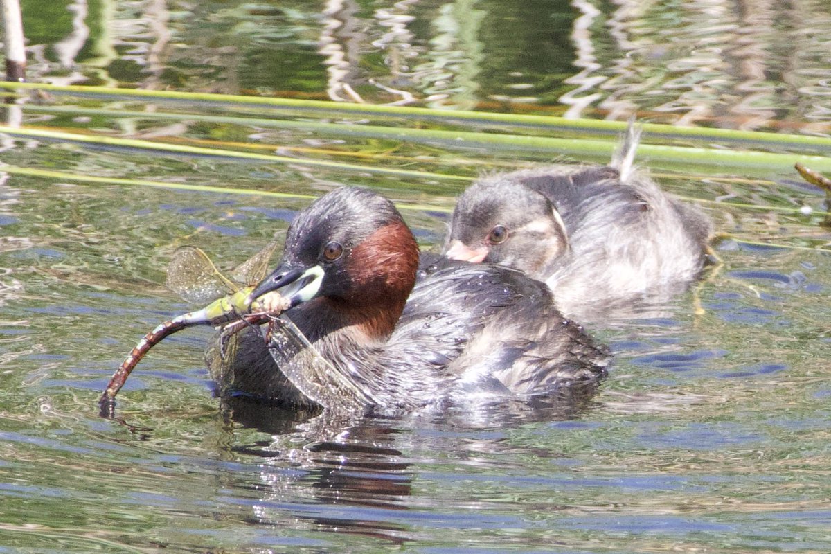 A good day for butterflies today but maybe not so good for dragonflies!