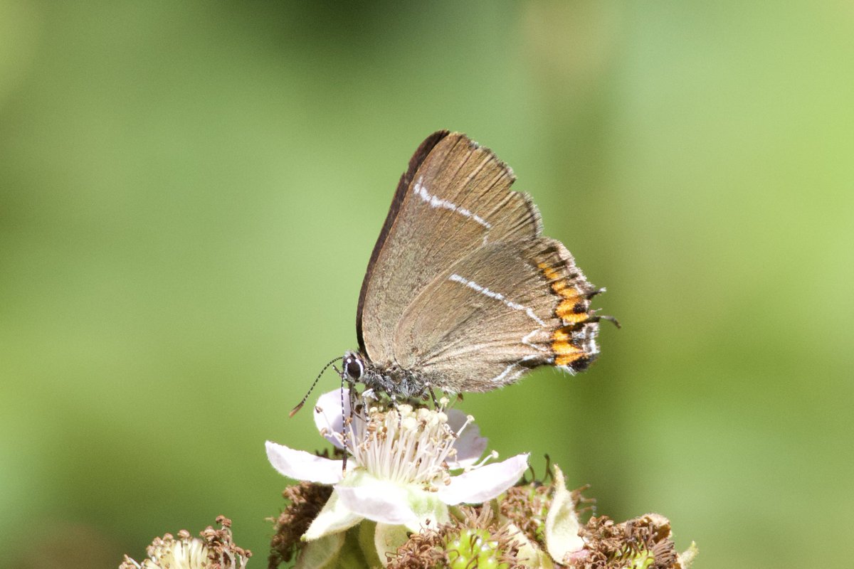 Glen Moore tweet media