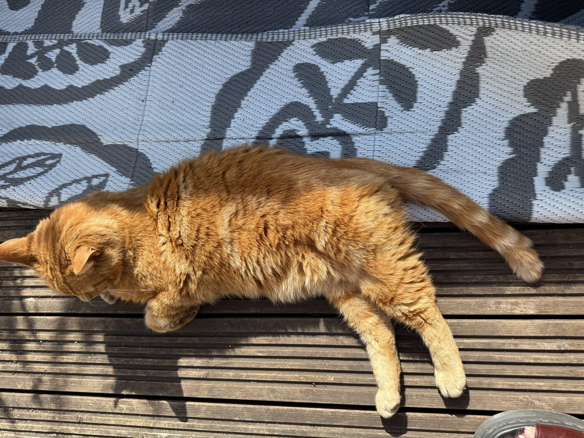 No wonder the little Gwinny- pig has been quiet. 
Talking to my neighbour Geoff who informs he’s got through a box of cat food since Friday night feeding both him and Gizmo 

Treble dinner terror!!!!!

 #Cat #CatsOnTwitter #CatsOfTwitter