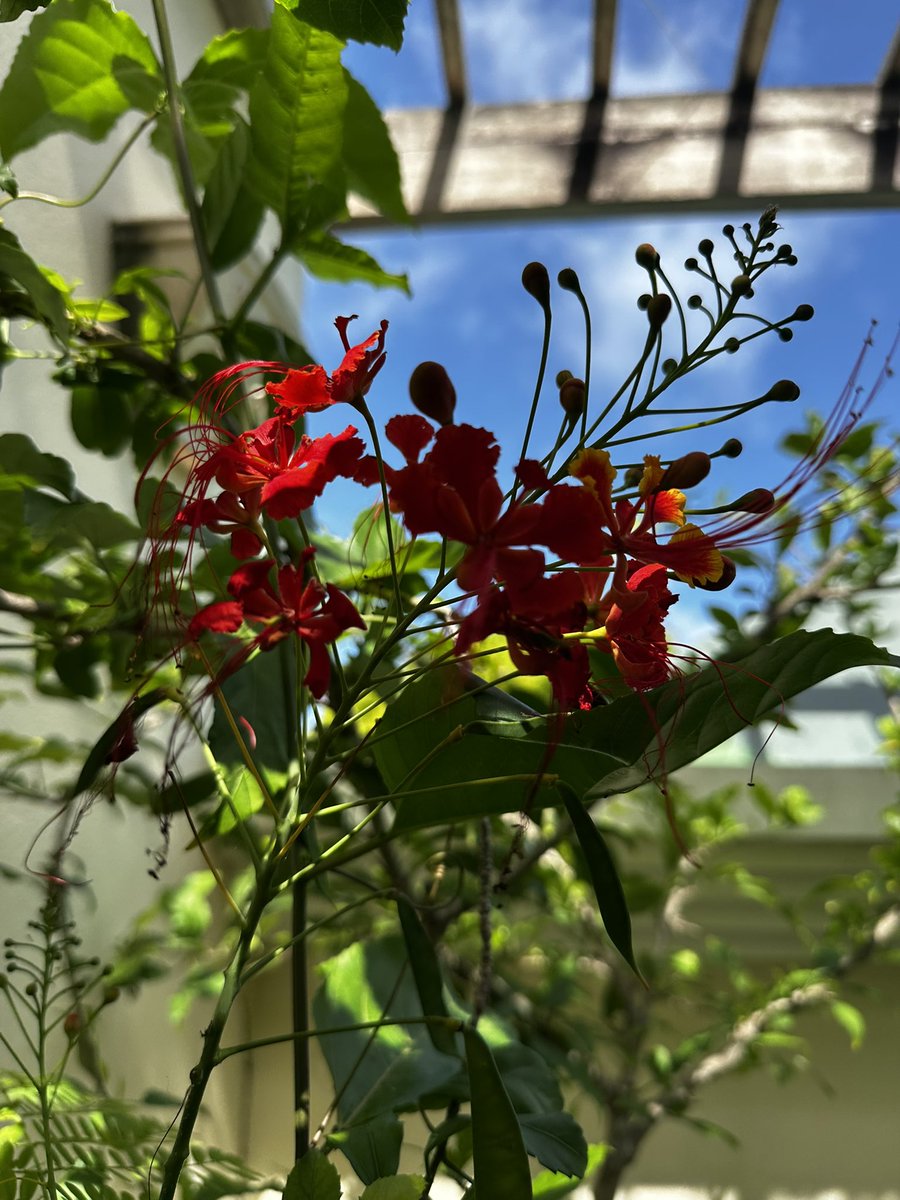 All things bright and beautiful #Flowers