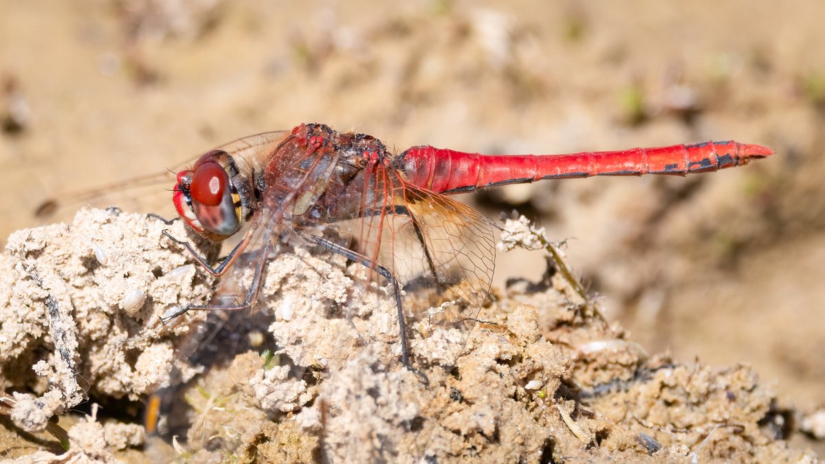markwright12002's tweet image. Red-veined Darter (m)
Silverlake, Dorchester, Dorset
@BDSdragonflies
@DorsetWildlife