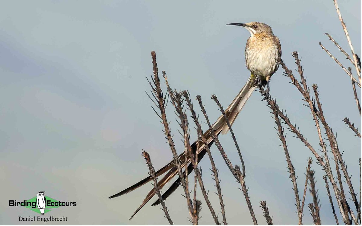 🚨 Just launched!

Explore Cape Town’s iconic birding hotspots on our 5-day budget tour – perfect for all birders.

🦉 Endemics galore: Cape Rockjumper, Sugarbird, African Penguin &amp; more
💼 Affordable. Expert-guided. Unforgettable.

🔗 birdingecotours.com/tour/budget-ca…