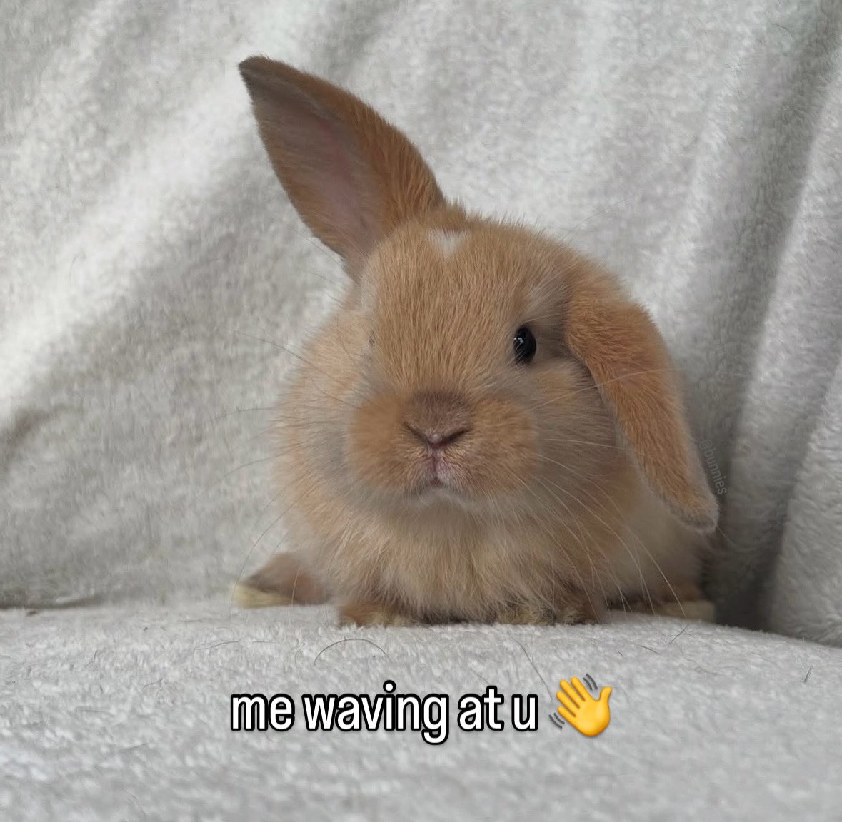 Bunnies's tweet photo. https://t.co/6W1UMEyd0T