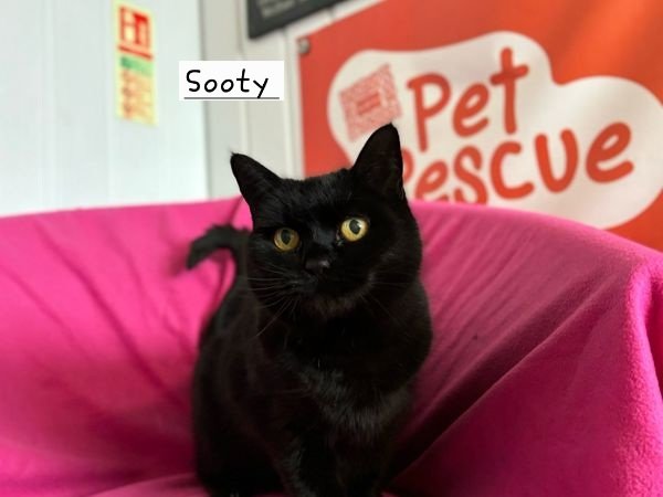 🐱🏡Super Sweet Sooty Is Still Looking For Her Retirement Home🏡🐱

Meet Sooty, 14 year old, DSH

Despite her age, she’s in fantastic shape &amp; is full of life

For more info or to adopt Sooty, please click on the link below 👇

greenacresrescue.org.uk/find-a-pet/cat…

A sweet &amp; affectionate girl
