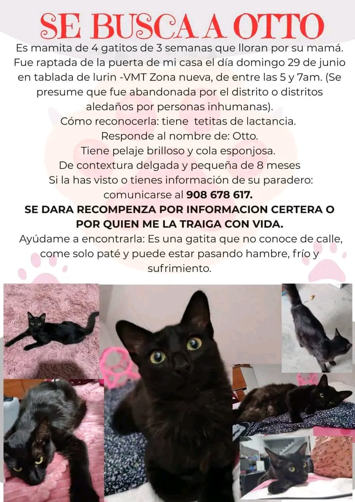 RSanmarquino's tweet photo. Buscan a esta mamita 🥺
@Wendy_Oficial @anahidec @incondic_peru https://t.co/IxZdwFKy2b