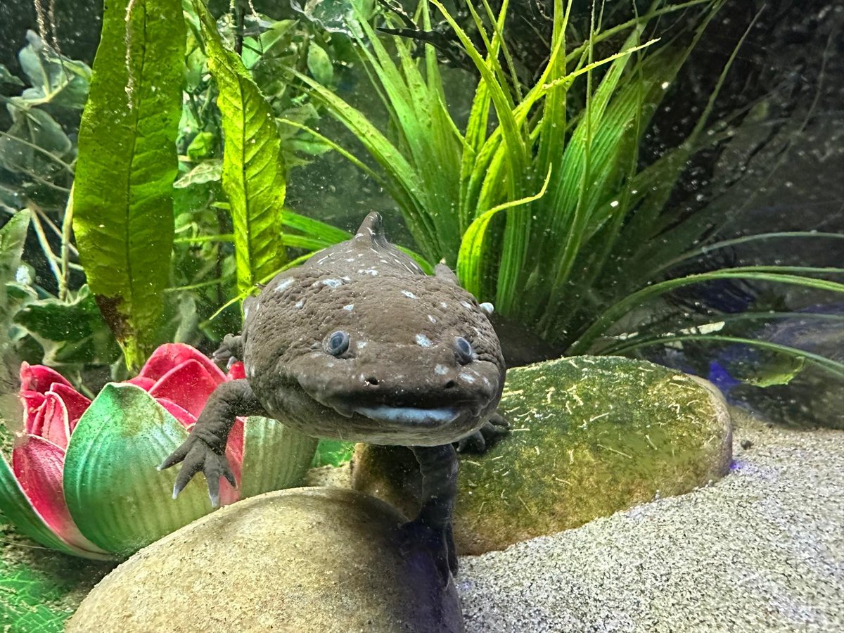 🖐️ Claw Reveal!
That adorable hand belongs to… an Axolotl! 🧠💧

These smiley amphibians never fully grow up (a trait called neoteny) and can regrow limbs like it’s no big deal. Nature’s real-life water wizard! 🌊✨

Thanks for guessing!

#ExoticZoo #Axolotl #GuessTheAnimal