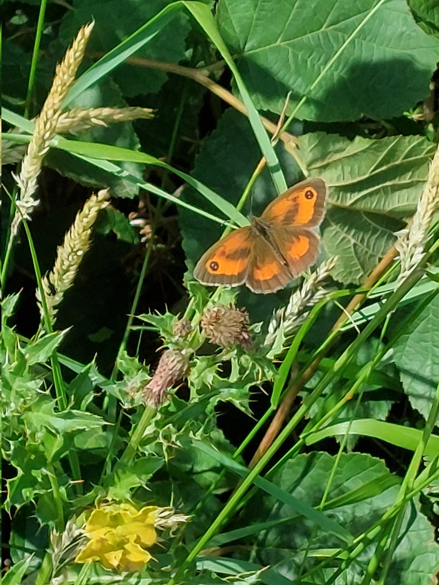 StevenB28570696's tweet photo. Lovely little gatekeeper https://t.co/umX3J1Td1X