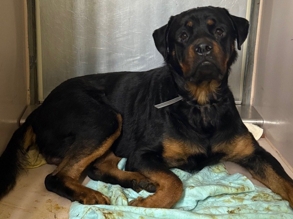 🚨 Last call for 90 lb beauty, 1-y/o Pythagoras, now under kill command. Came in a stray just days ago. Listed for being fearful. Young, very pretty, earned 2nd best behavior at intake. Likes peanut butter.