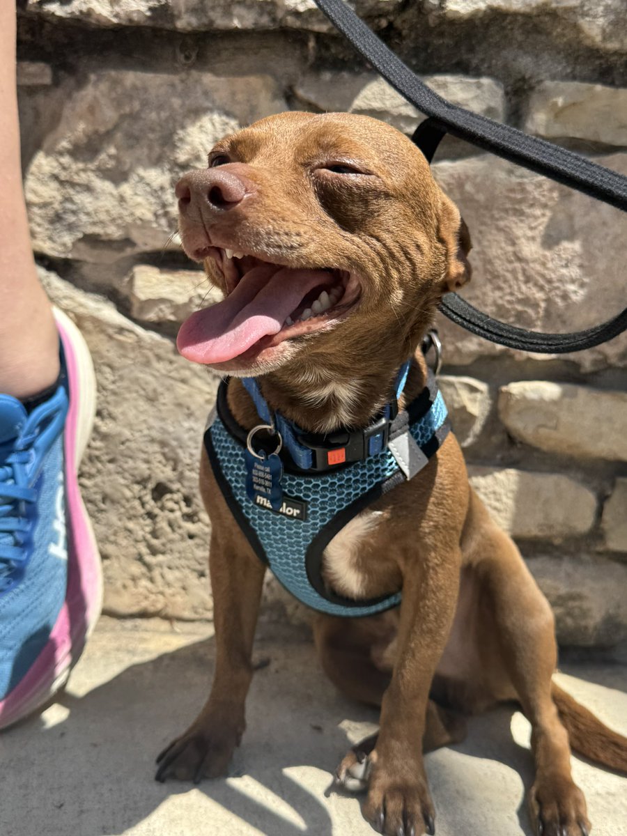 @Ash_Pro1 Please, this looks so much like him and we are trying to reunite him with his surviving family @Ash_Pro1