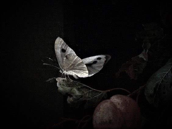 ᥫ᭡ (@softw1ngs) on Twitter photo 