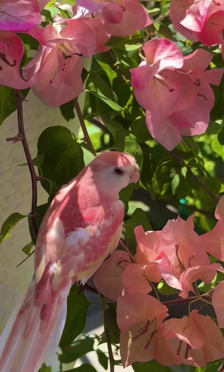 She's hiding among the flowers as if she was one of them 🌺 🦜💕 Oh my how gorgeous ♥️