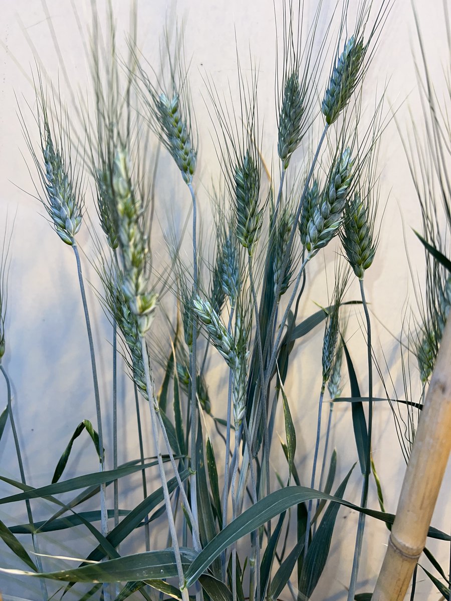 USDA_ARS's tweet image. ARS researchers have released a new variety of durum wheat called USDA "Morris." This innovation opens up new markets for U.S. farmers while still providing consumers with a healthy and high-quality baked product. bit.ly/4nDexk5
#USDAARS