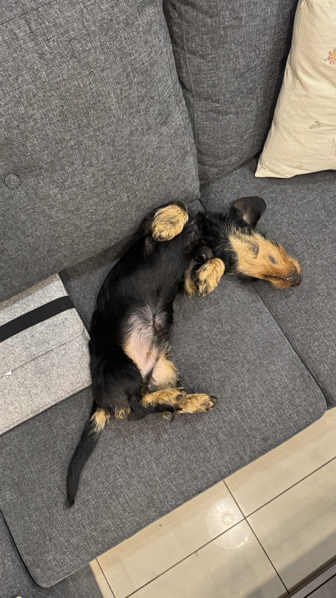 На фото собака, яку вже двоє кінологинь запропонували рехоуміти.