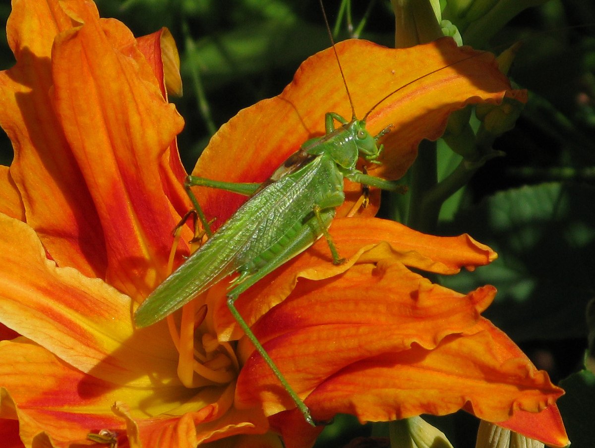 Brian Arnold (@barnold668) on Twitter photo Essex Skipper and Small Skipper on our Marjoram, and a Great Green Bush-cricket on a Day Lily in our garden today at Harman's Cross. <a href="/savebutterflies/">Butterfly Conservation 🦋</a> <a href="/GreenDorset/">Green Dorset</a> <a href="/DorsetWildlife/">Dorset Wildlife Trust</a> <a href="/BC_Dorset/">BC Dorset 🦋</a> <a href="/SightingDOR/">Dorset Wildlife Spot</a> Essex Skipper and Small Skipper on our Marjoram, and a Great Green Bush-cricket on a Day Lily in our garden today at Harman's Cross. <a href="/savebutterflies/">Butterfly Conservation 🦋</a> <a href="/GreenDorset/">Green Dorset</a> <a href="/DorsetWildlife/">Dorset Wildlife Trust</a> <a href="/BC_Dorset/">BC Dorset 🦋</a> <a href="/SightingDOR/">Dorset Wildlife Spot</a>