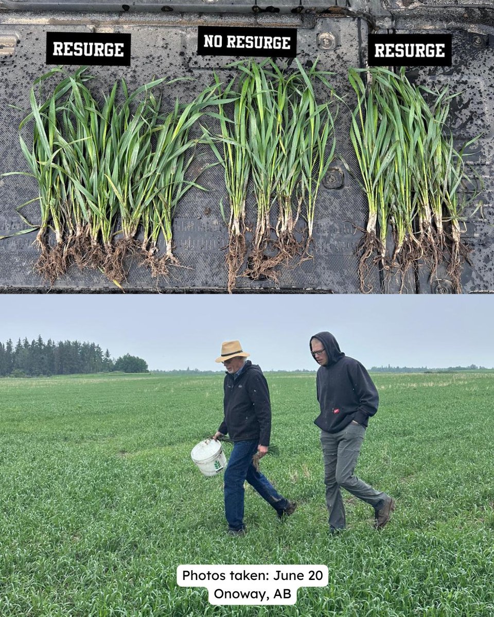 Resurge trials are going strong! 💪

The team has been busy checking in on how this humic acid product has been performing in fields throughout central Alberta.

Swipe through to see some of the trial sites we've been monitoring and stay tuned for results as the season