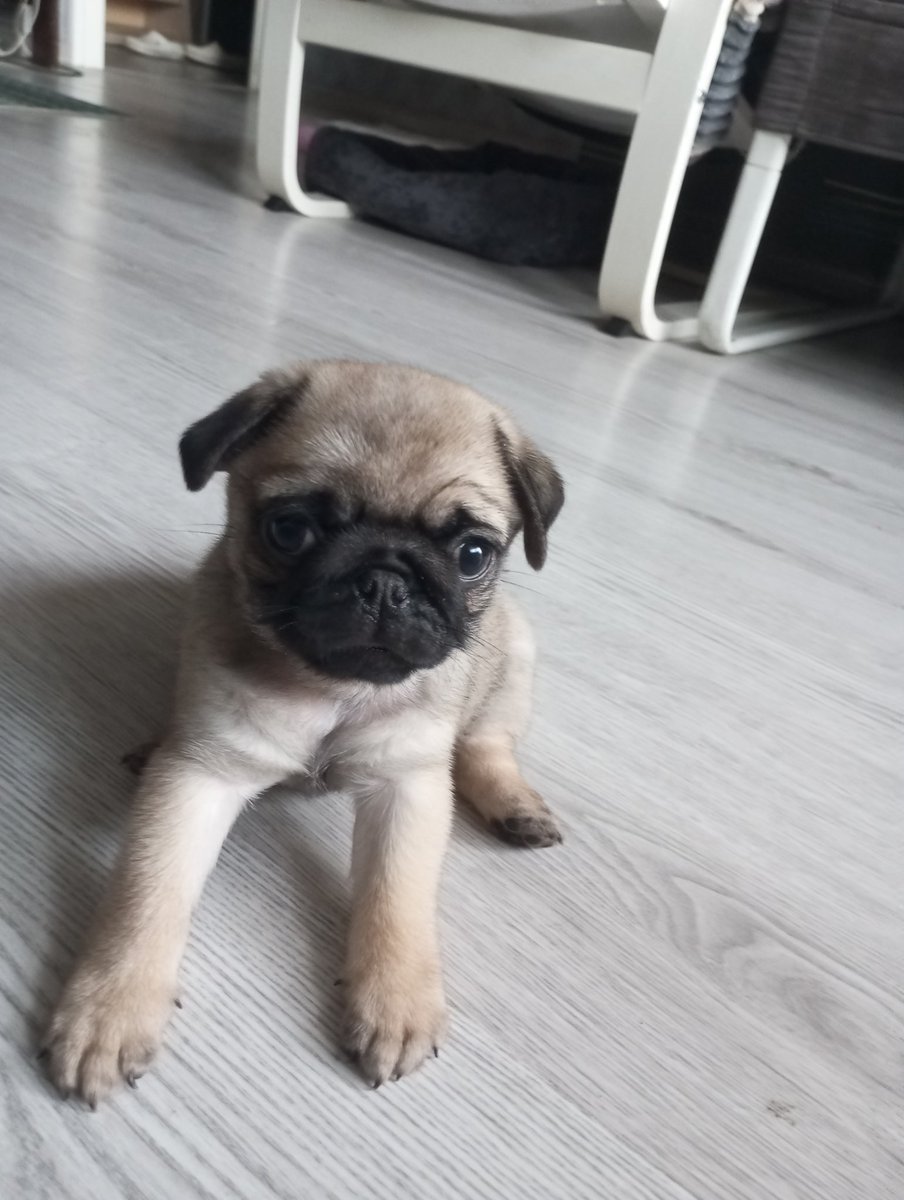 Всё-таки она такая крошка! 
У нас жара, а она не хочет пить воду ни из какой тары. Только облизывает мокрые пальцы, уже думаю из пипетки поить