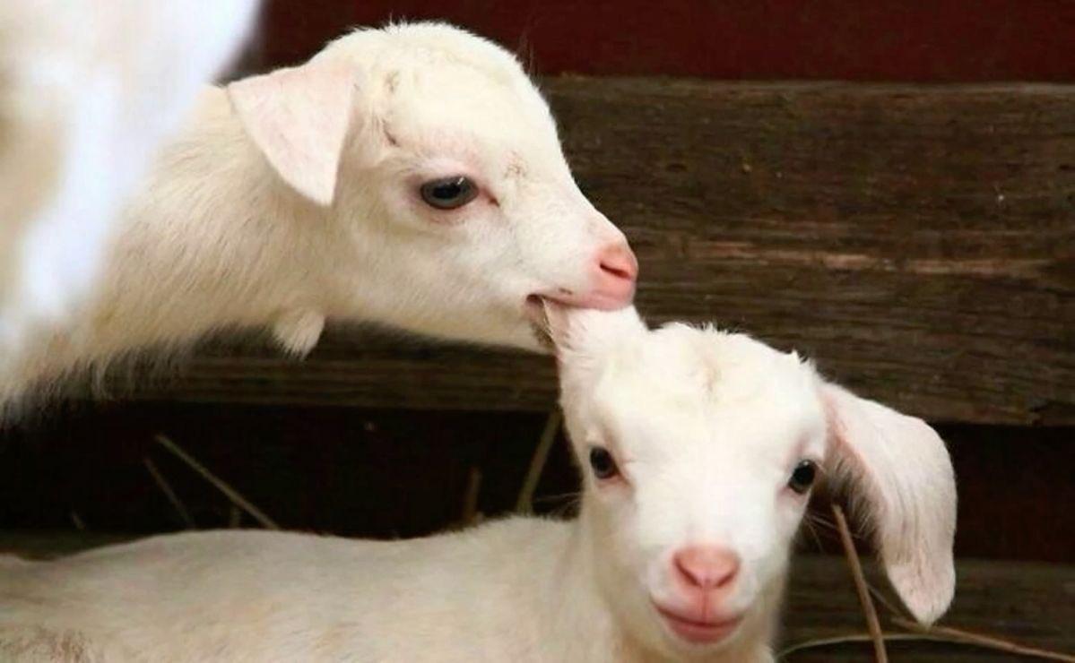 Bites affectionately