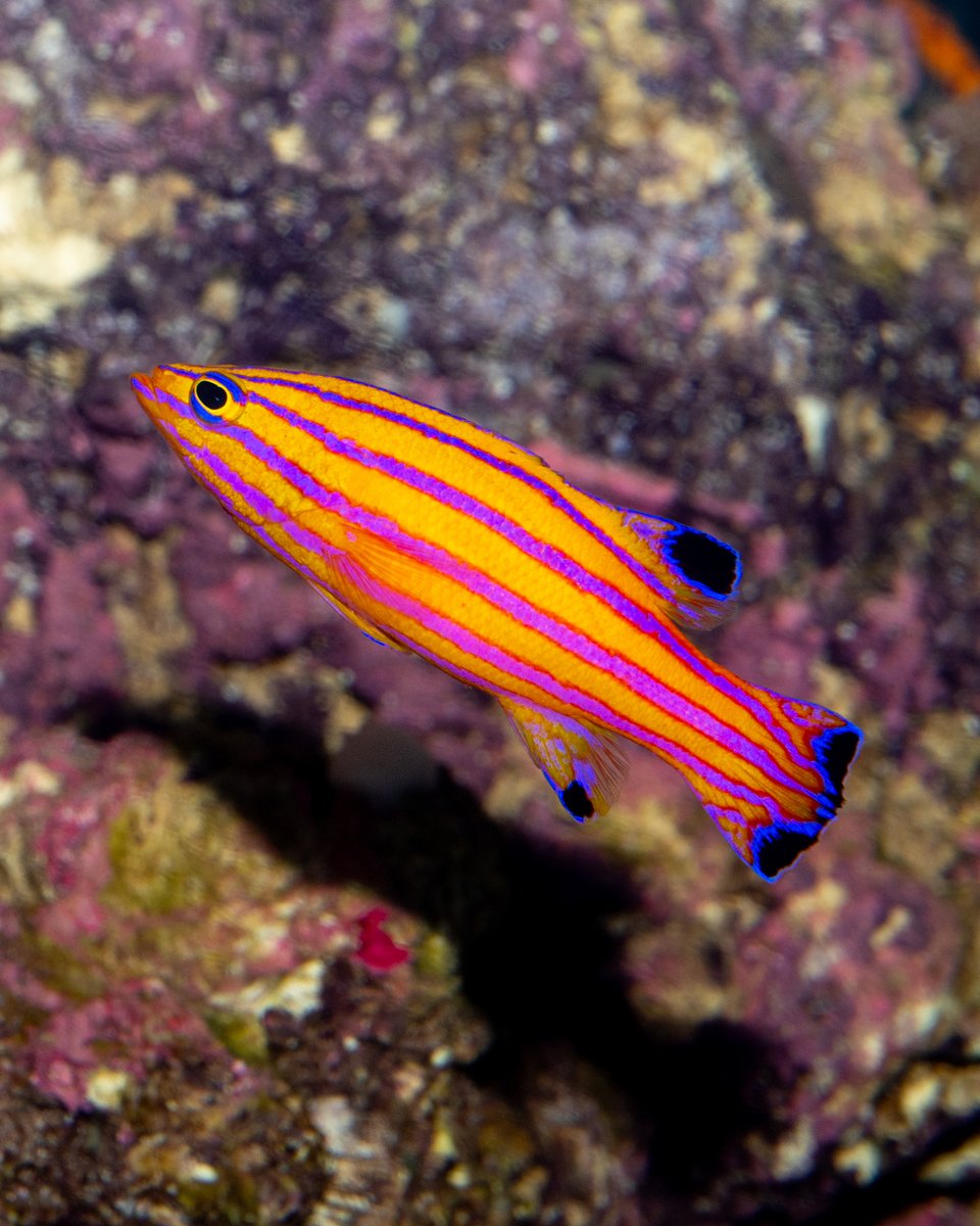 CoralReefFish's tweet image. This Candy Basslet (Liopropoma carmabi)—which I photographed her in the Steinhart Aquarium’s Twilight Zone exhibit—is a vivid reminder of the hidden beauty thriving in mesophotic reefs. Rarely seen, but impossible to forget. 🌊🔦 #TwilightZoneExhibit #HiddenDepths