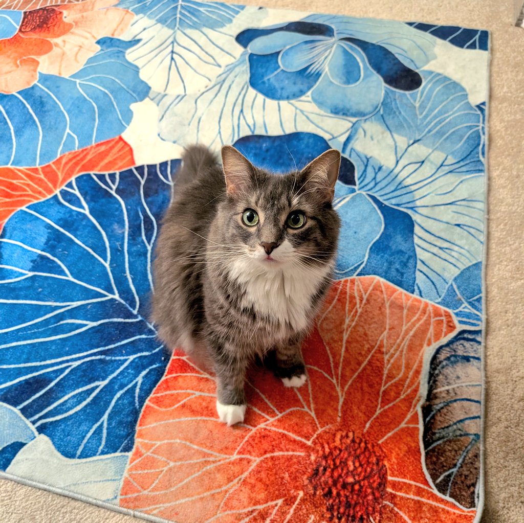 Good morning from a very polite looking cat