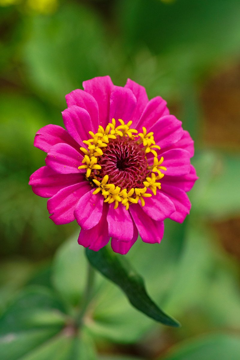 🔆🌞☀️💮🌱🌸🌱✨💞