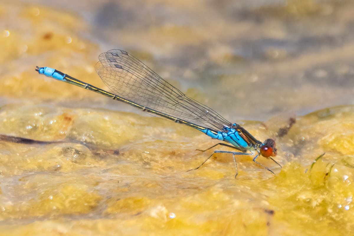 markwright12002's tweet image. Small Red-eyed Damselfly (m)
Silverlake, Dorchester, Dorset
@BDSdragonflies
@DorsetWildlife