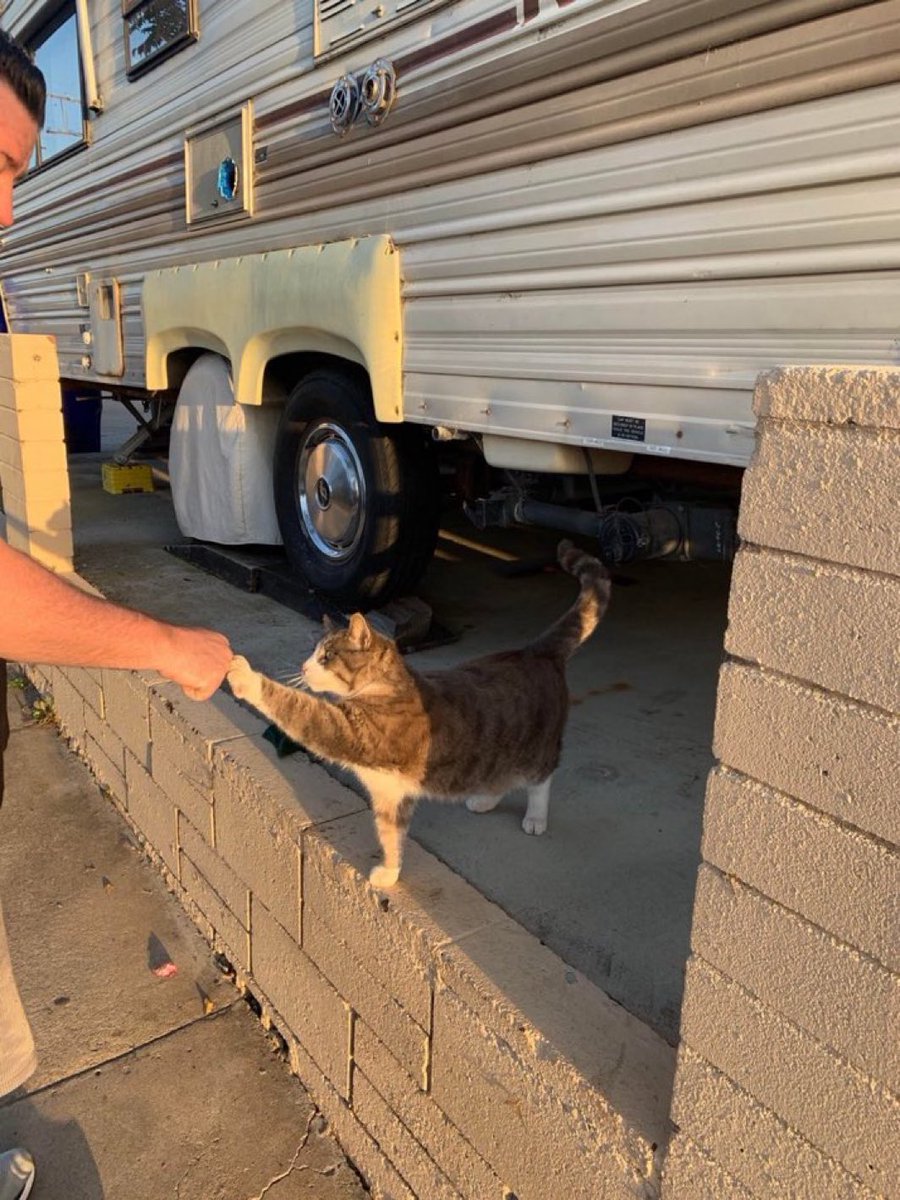 catshealdeprsn's tweet image. 🤝