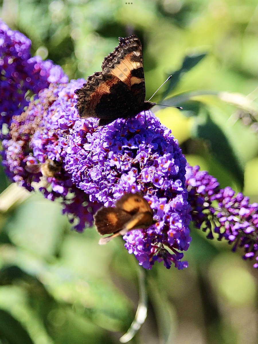 jane pursey (@janepursey) on Twitter photo Lots of butterflies around this afternoon, especially on the buddleia #butterflies <a href="/BCSomerset/">BC Somerset & Bristol</a> Lots of butterflies around this afternoon, especially on the buddleia #butterflies <a href="/BCSomerset/">BC Somerset & Bristol</a>