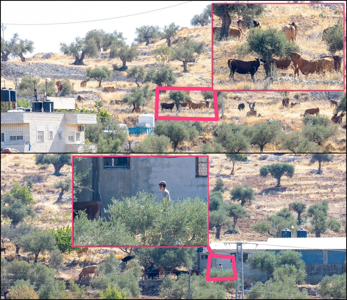 Christian families from the Christian village of Taybeh in the West Bank shared these photos of Israeli settlers storming their property, herding their cows through their land—and today, these settlers set fire to the St. George Monastery and the Christian cemetery.