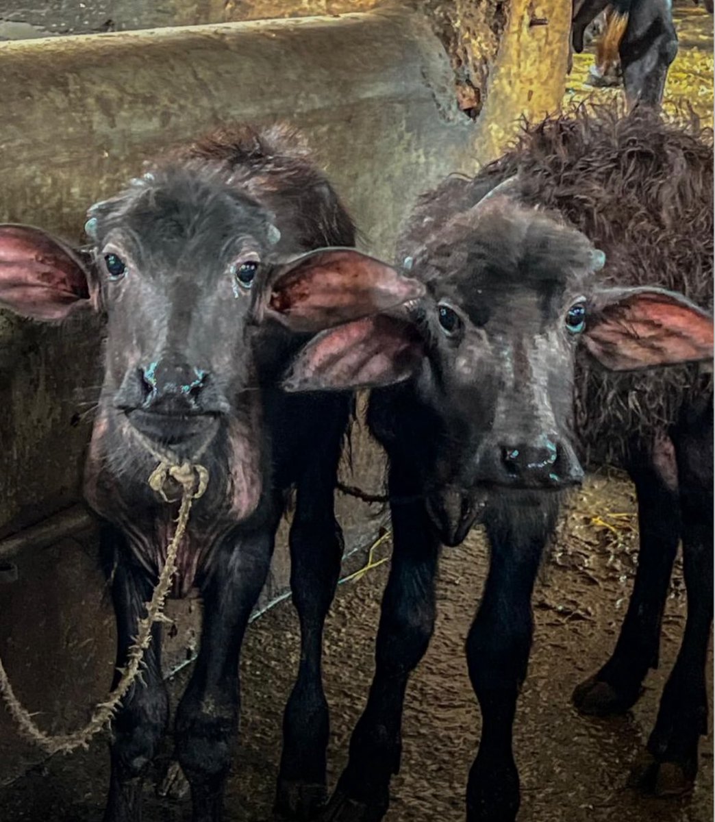 For these babies, humans are the devil.