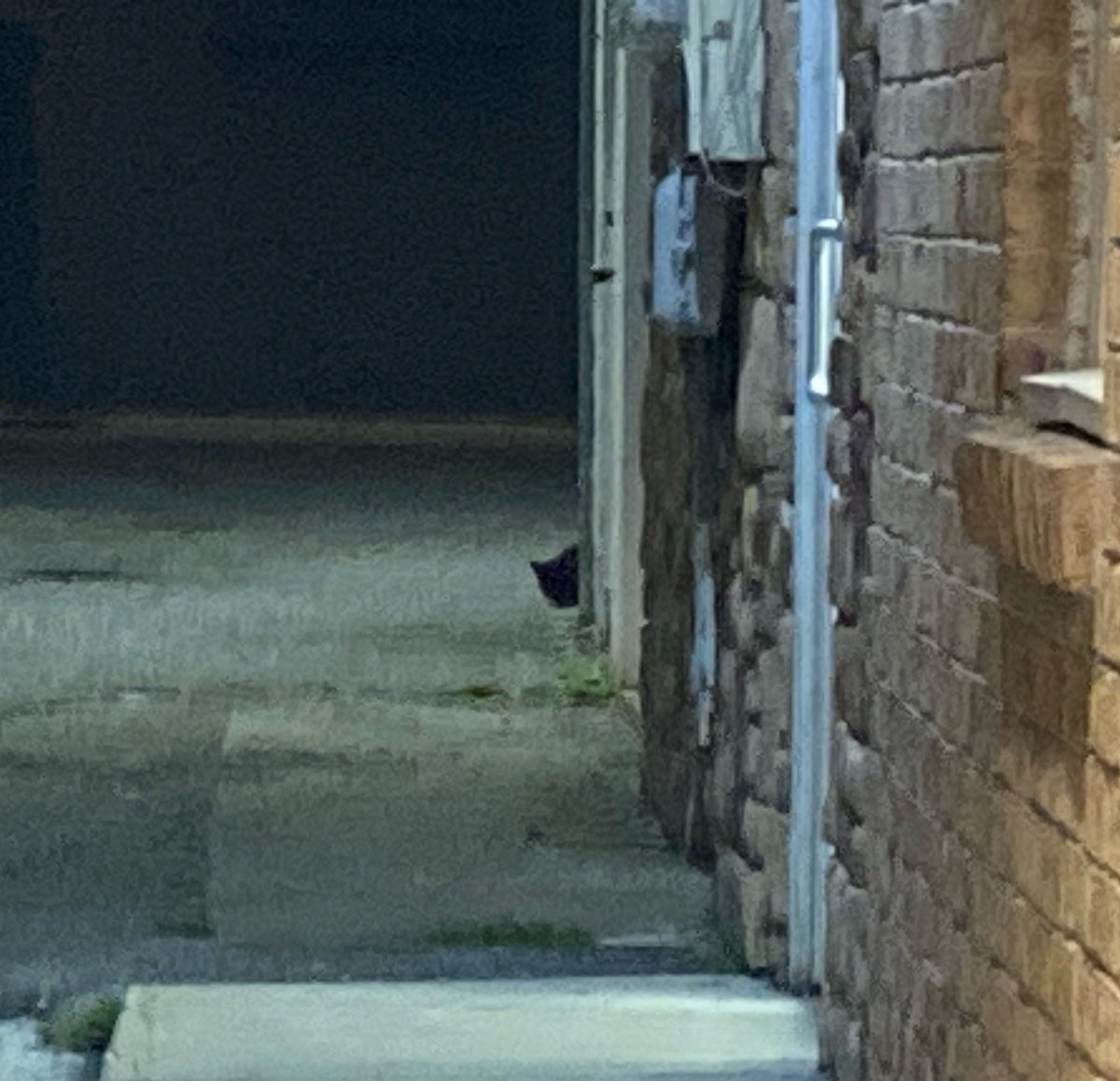 DeeMeow🐾 tweet media