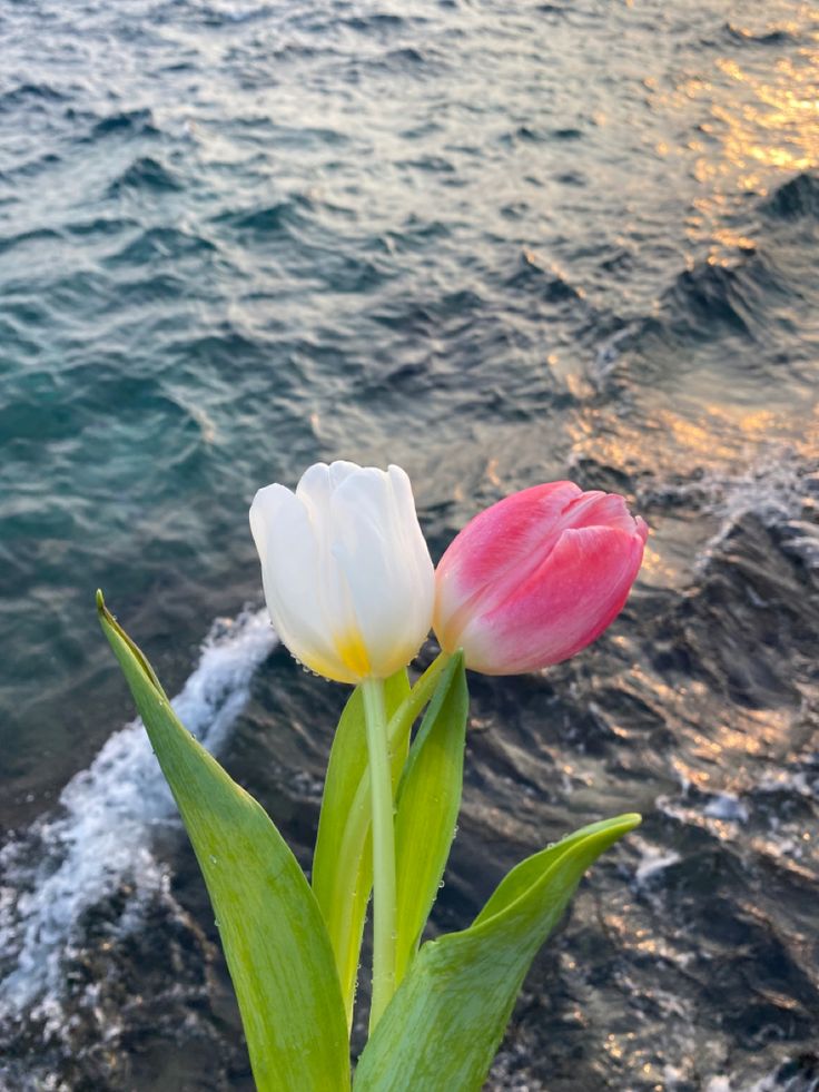 Tulips Library (@tulipslibrary) on Twitter photo 