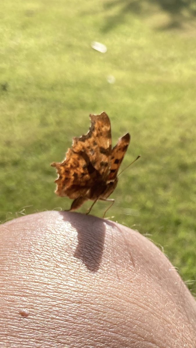 Butterfly on my knee. It keeps coming back.