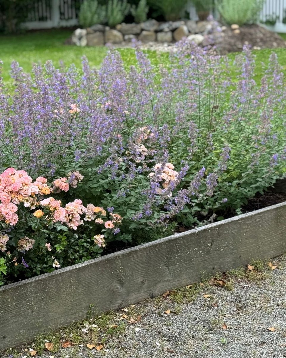 LegardenDesigns's tweet photo. This garden bed is a perfect harmony of texture and tone, featuring soft blush roses, bold violet geraniums, and spires of blooming catmint. 

#GardenDesign #SeasonalColor #LandscapeInspiration #PerennialGarden #BloomingBrilliance #ProfessionalLandscaping #OutdoorElegance #Color https://t.co/qfjCYTJcG5