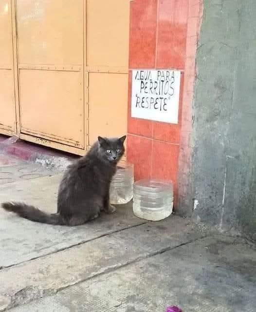 «Es a través de la desobediencia y la rebelión que se ha hecho el progreso»
O. Wilde.