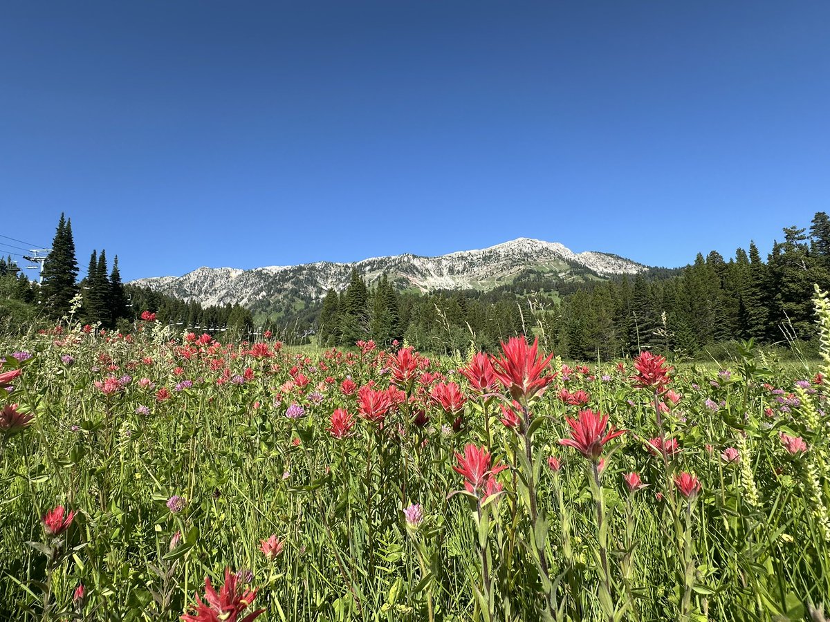 Stop and admire the paintbrush…then get moving before season pass prices go up August 1!

👤 You must create a new account
💳 Payment plan available
👨‍👩‍👧‍👦 Family discounts too

The flowers won’t last and neither will the best deal of the season! 

bridgerbowl.com to buy now