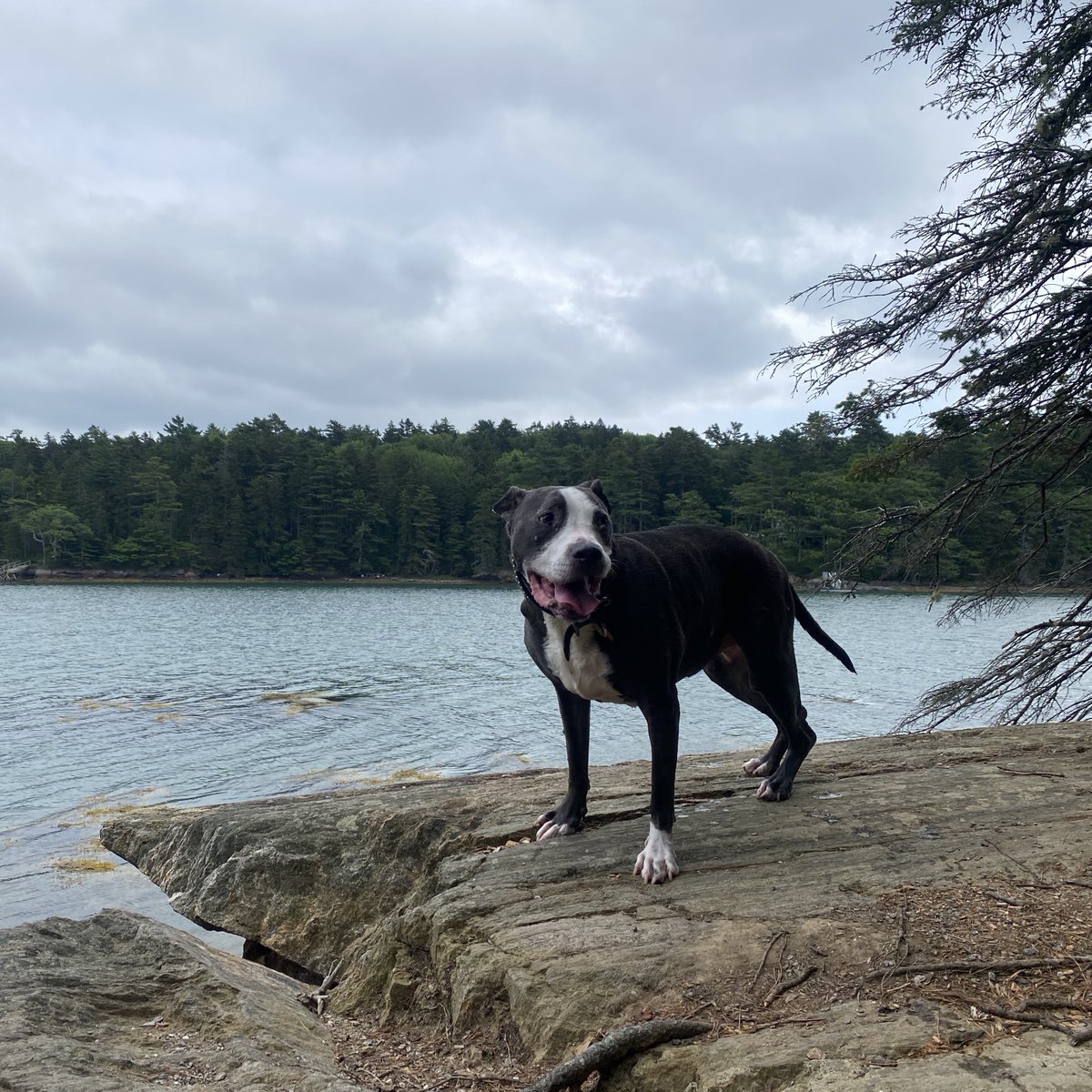 Bella on a rock in Maine 👍