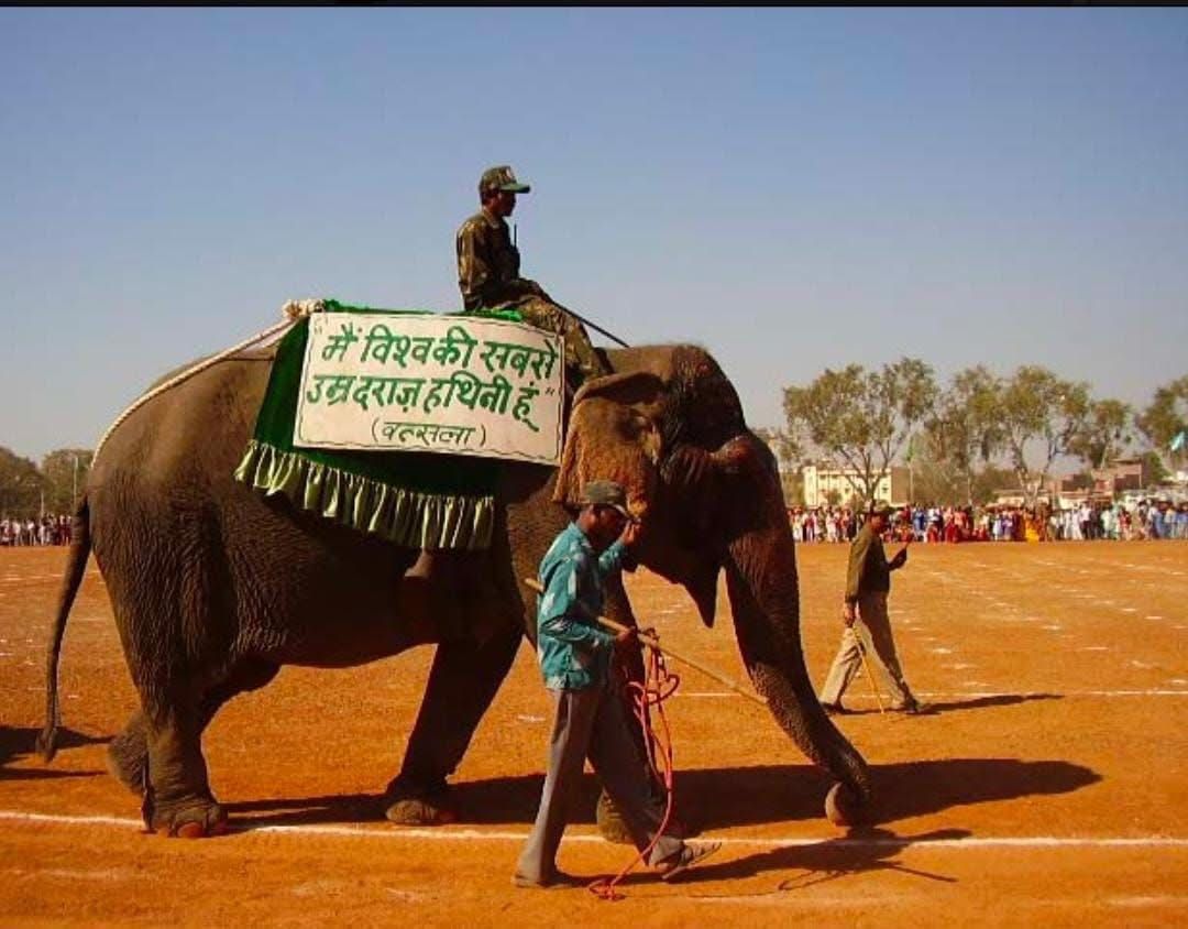Vatsala, the oldest elephant serving <a href="/PannaTigerResrv/">Panna Tiger Reserve</a> passed away RIP Vatsala
thewildlifeindia.com/2021/07/Why-MP…